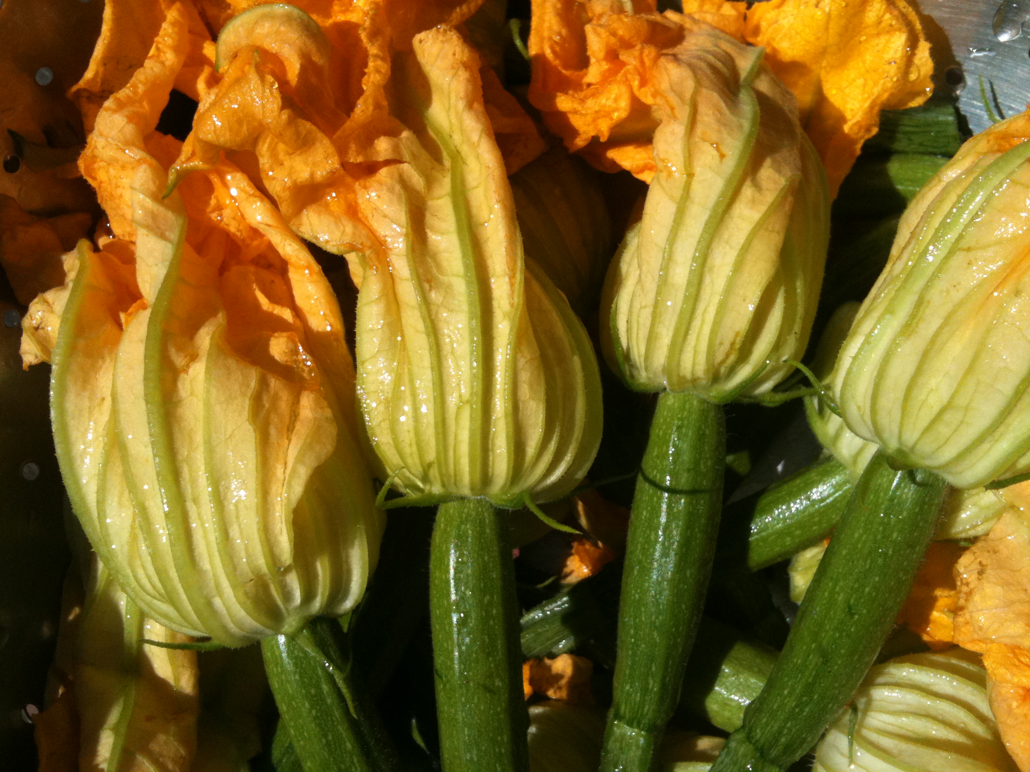 Italian traditional food: Zucchini blossoms