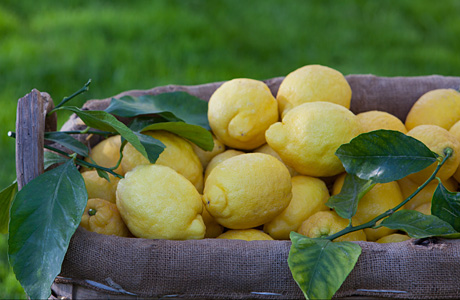 Sorrento-lemons