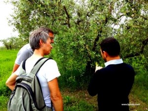 Adoptive parent visiting tir olive tree