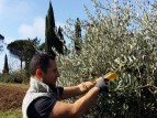 Olive harvest in Italy