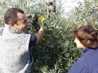 Olive harvest in Italy