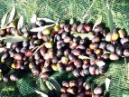 Olive Harvest in Italy