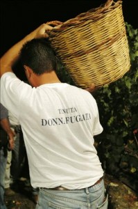 Donnafugata night grape harvest, Italy, Sicily