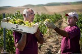  Firriato Wine harvest