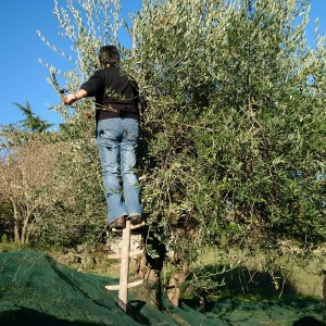 Olive Harvest in Italy