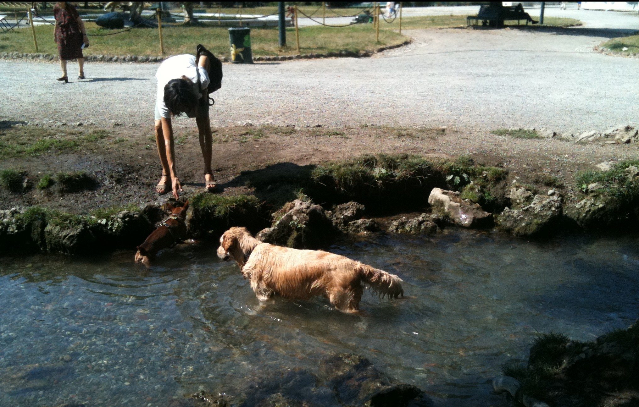 dogs cooling down in the city park, Milan Italy