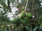 Italy, Olive harvest, Olive Tree