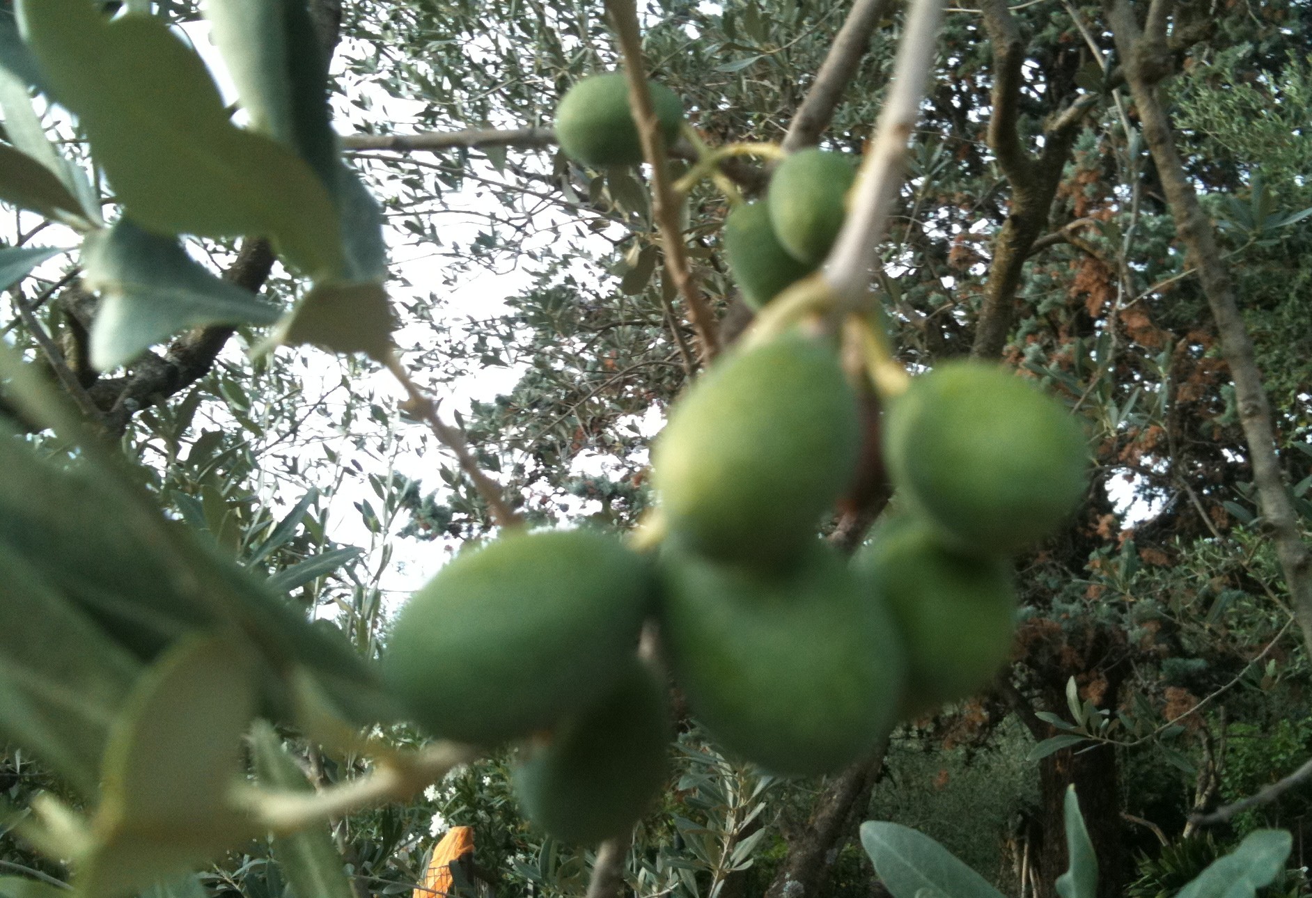 Italy, Olive harvest, Olive Tree, Extra virgin olive oil, evo