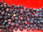 mirto berries for mirto liqueur