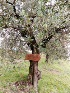 Adopt an Olive Tree in Italy