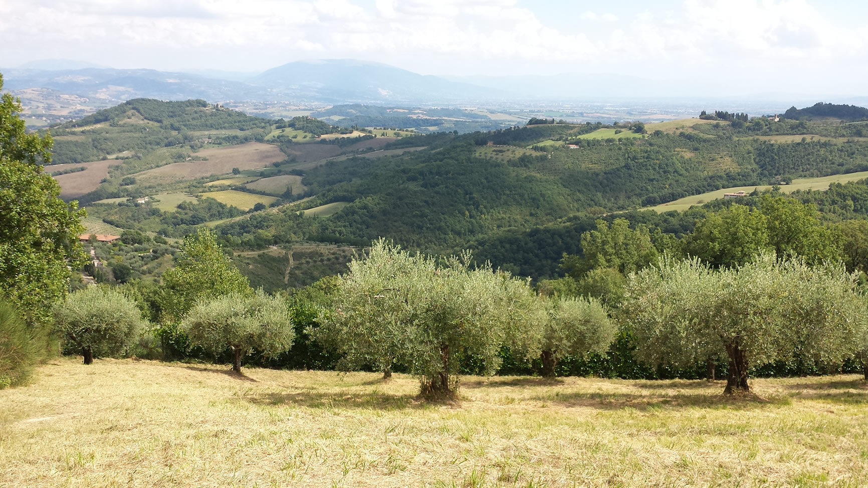 Olive tree in Umbria, Italy