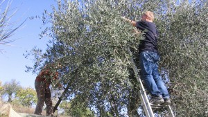 olive-tree-harvest-italy-extra-virgin