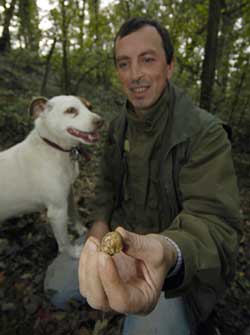 truffle dog university italy search