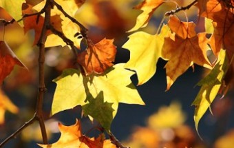 autunno