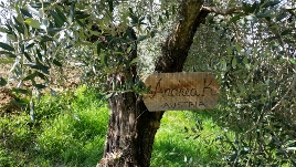 adopt an olive tree in italy