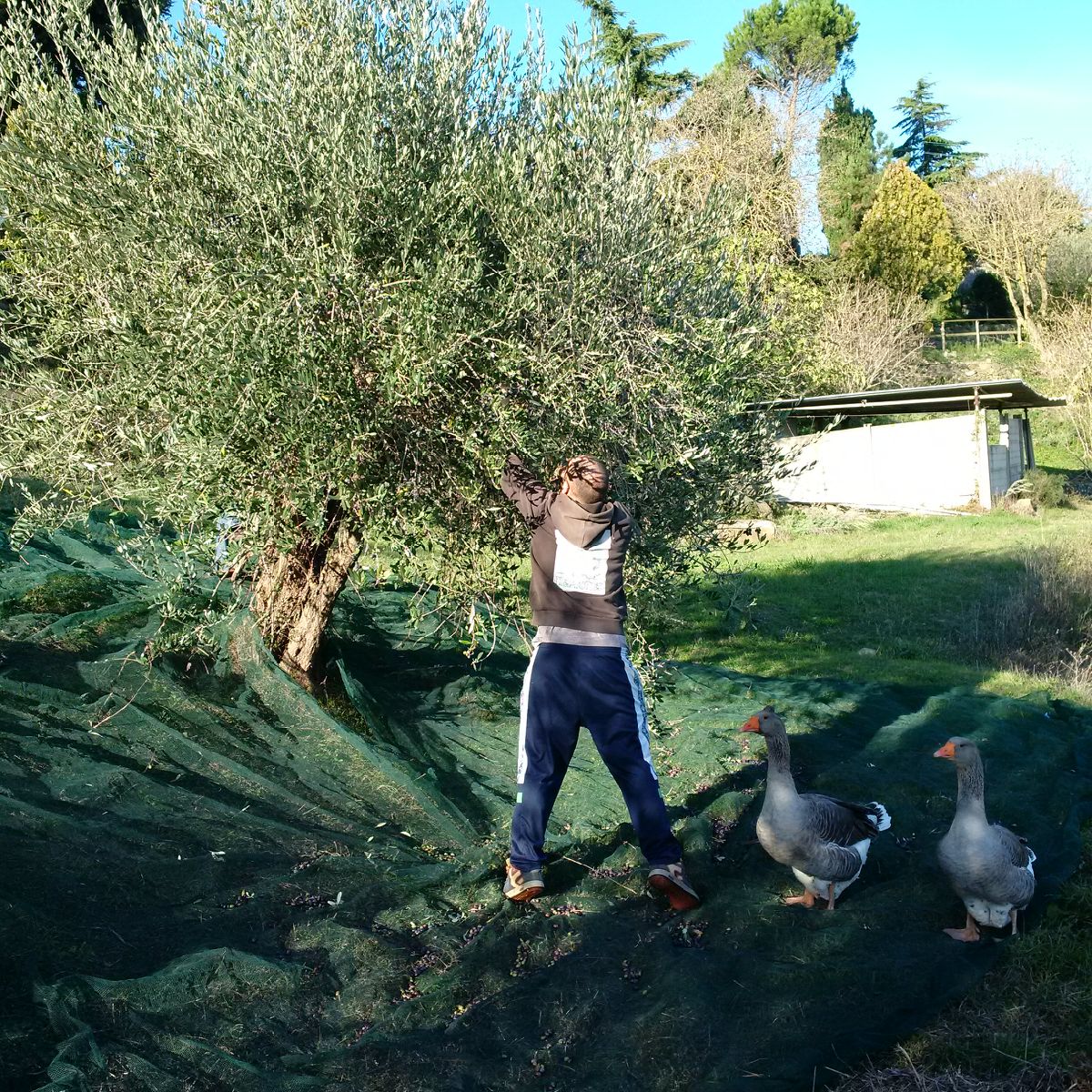 olive harvest umbria italy - beware of the geese!